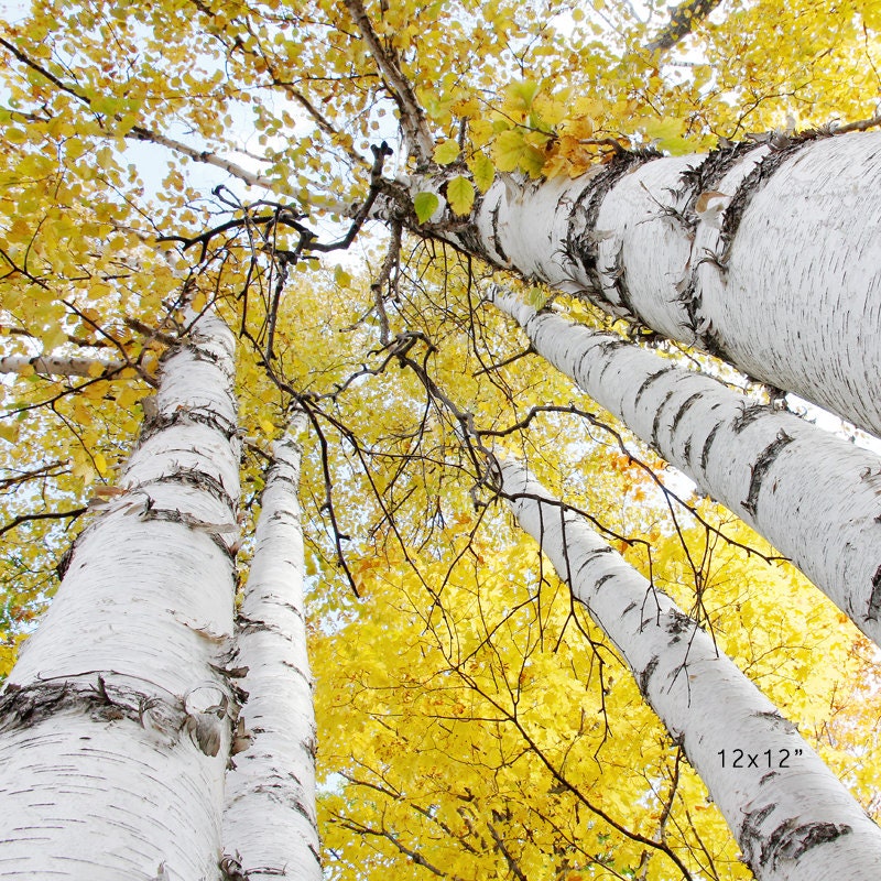 Birch trees art photography, Golden Canopy photo print, yellow tree wall art, birch trees picture, large canvas decor 5x7 8x10 20x30 30x45