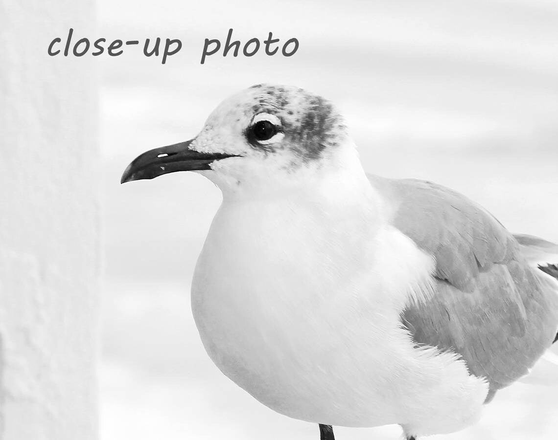 Seagull photo print, beach wall art decor, black and white bird photography, Laughing Gull picture, Mexico Beach, paper, canvas 5x7 to 24x36