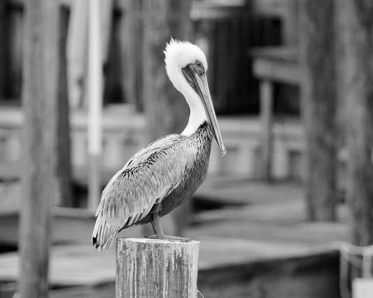 Pelican photo print, nautical wall art decor, beach photography, large picture, black and white paper or canvas 8x10 12x12 16x20 20x30 24x36