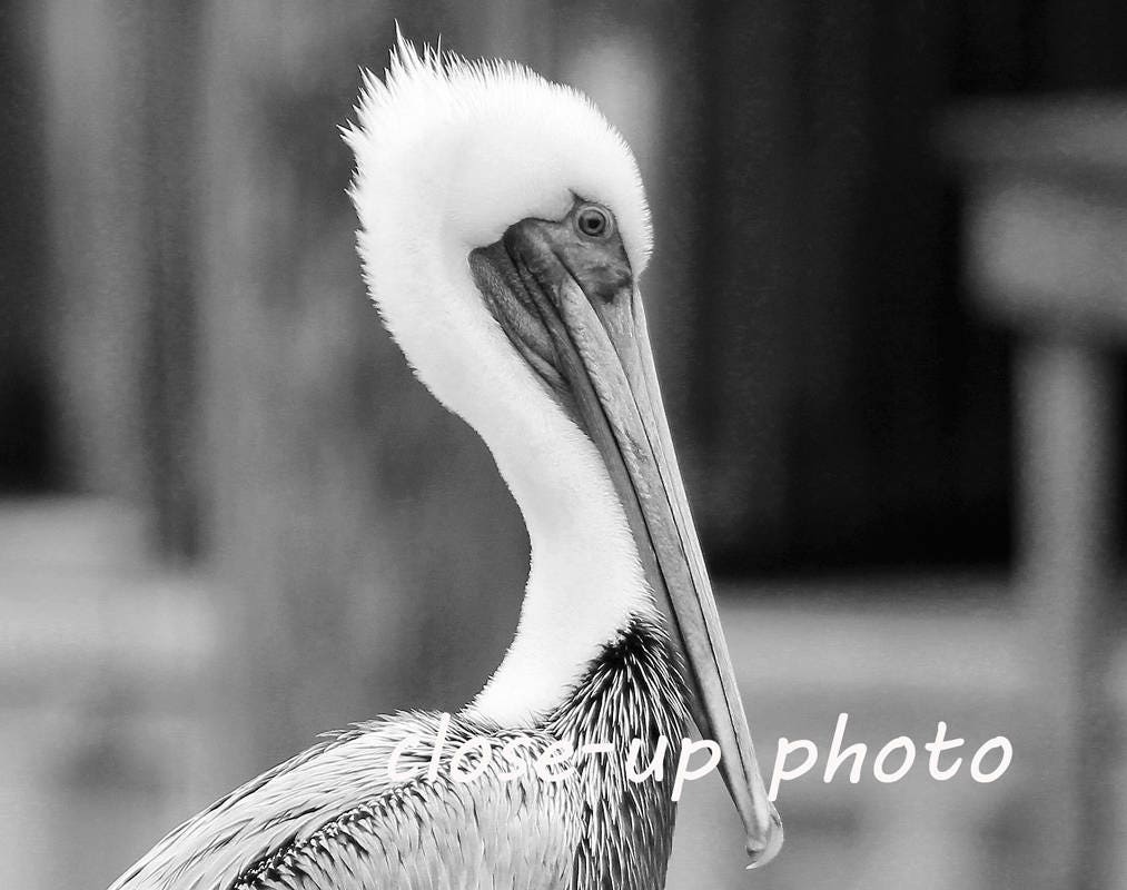 Pelican photo print, nautical wall art decor, beach photography, large picture, black and white paper or canvas 8x10 12x12 16x20 20x30 24x36