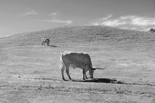 Longhorn photo print, black and white wall art, cow picture, large animal photography, American West, paper or canvas decor, 5x7 to 24x36"