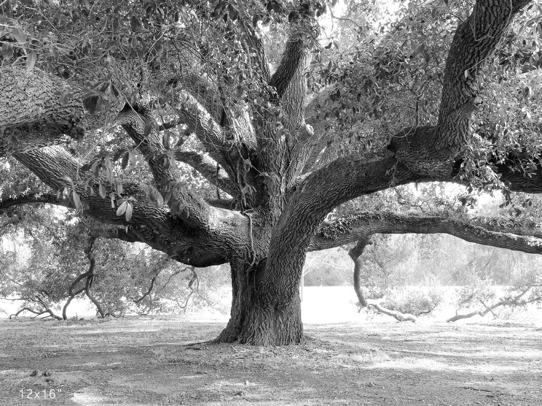Oak Tree in sepia print, Live Oak Tree picture, tree photography, large wall decor, tree wall art, photo of tree 5x7 8x10 24x36 30x45 32x48"