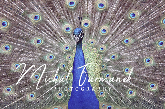 Peacock photo print, colorful picture, blue wall art, bird photography, living room decor, paper or canvas, 5x7 8x10 to 24x36 32x48 inches