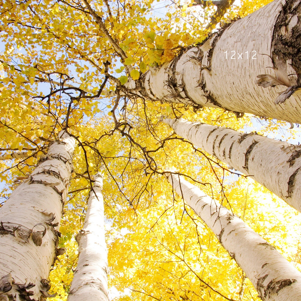 Birch trees art photography, Golden Canopy photo print, yellow autumn tree, paper canvas picture wall decor 5x7 8x10 12x18 16x20 20x30 30x45