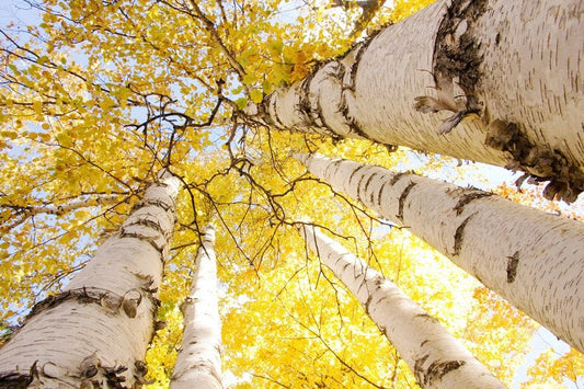 Birch trees art photography, Golden Canopy photo print, yellow autumn tree, paper canvas picture wall decor 5x7 8x10 12x18 16x20 20x30 30x45