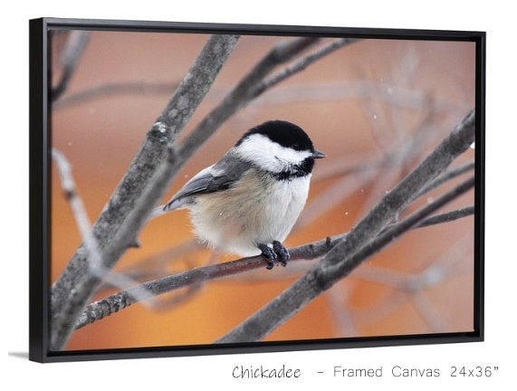 Chickadee art print, cute bird photography print, chickadee decor, nature wall art, bird lover gift, canvas, 5x7 8x10 11x14 16x20 24x36