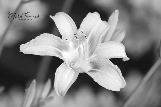 Orange Daylily photo print, day lily flower art, black and white photography, large paper or canvas picture, floral wall decor 5x7 to 32x48"