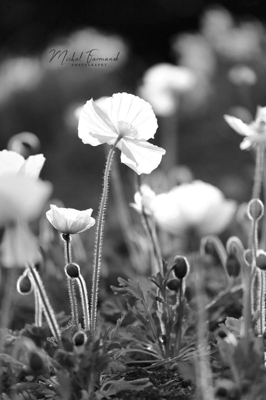 Poppies photo print, VERTICAL floral art, black and white photography, large paper or canvas picture, flowers wall decor, 5x7 8x10 to 32x48"
