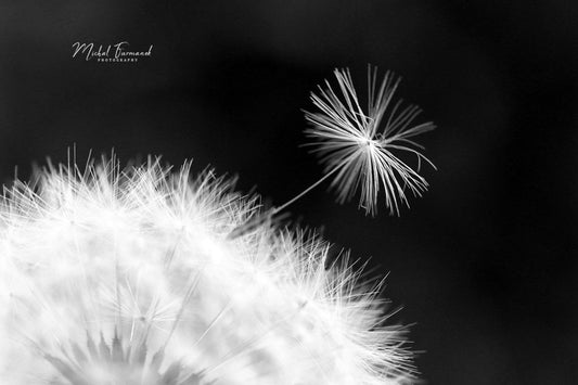 Dandelion Seed photo print, black and white photography, flower art, large paper or canvas picture, floral wall decor, 5x7 8x10 to 32x48"