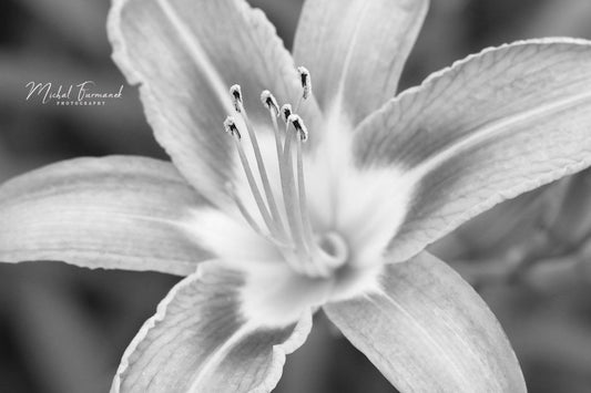 Orange Daylily photo print, day lily flower, B&W art, black and white photography, paper or canvas picture, floral wall decor, 5x7 to 32x48"