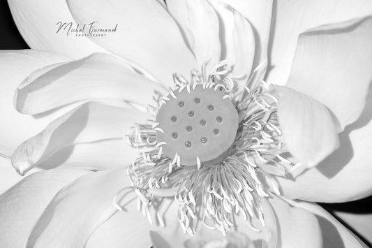 Lotus Flower photo print, black and white photography, B&W wall art, floral decor, Giant Lotus, paper or canvas picture, 5x7 8x10 to 32x48"