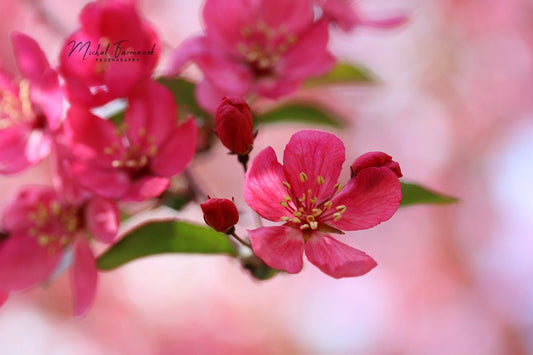 Pink Blossom, blooming crabapple photo print, blush art decor, floral photography wall art, paper, canvas, 5x7 to 32x48", Mother's Day gift