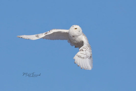 Snowy Owl in flight picture, owl photo print, paper or canvas decor, nature photography, birds of prey wall art, 5x7 8x10 to 24x36 inches