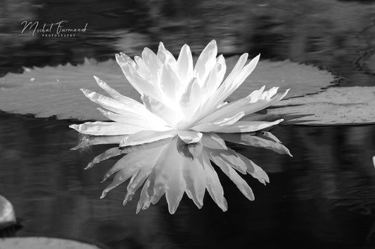 Water Lily photo print, flower art, black and white photography, large paper or canvas picture, floral wall decor, 5x7 8x10 to 32x48 inches