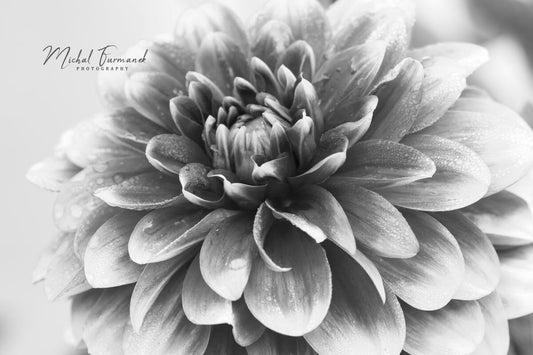Dahlia photo print, floral art, summer flower wall decor, black and white photography, large paper or canvas picture, 5x7 8x10 to 32x48 inch