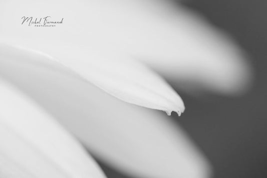 Dreamy Flower, floral wall decor, whimsical art print, black and white photo, B&W photography, paper or canvas picture, 5x7 to 32x48"