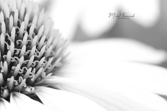 Dreamy Coneflowers photo print, floral wall decor, black and white art, B&W flower photography, paper or canvas picture, 5x7 8x10 to 32x48"