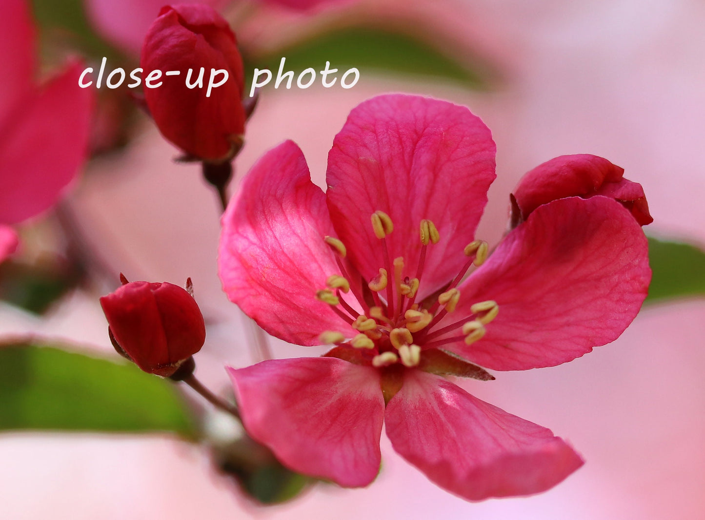 Pink Blossom, blooming crabapple photo print, blush art decor, floral photography wall art, paper, canvas, 5x7 to 32x48", Mother's Day gift