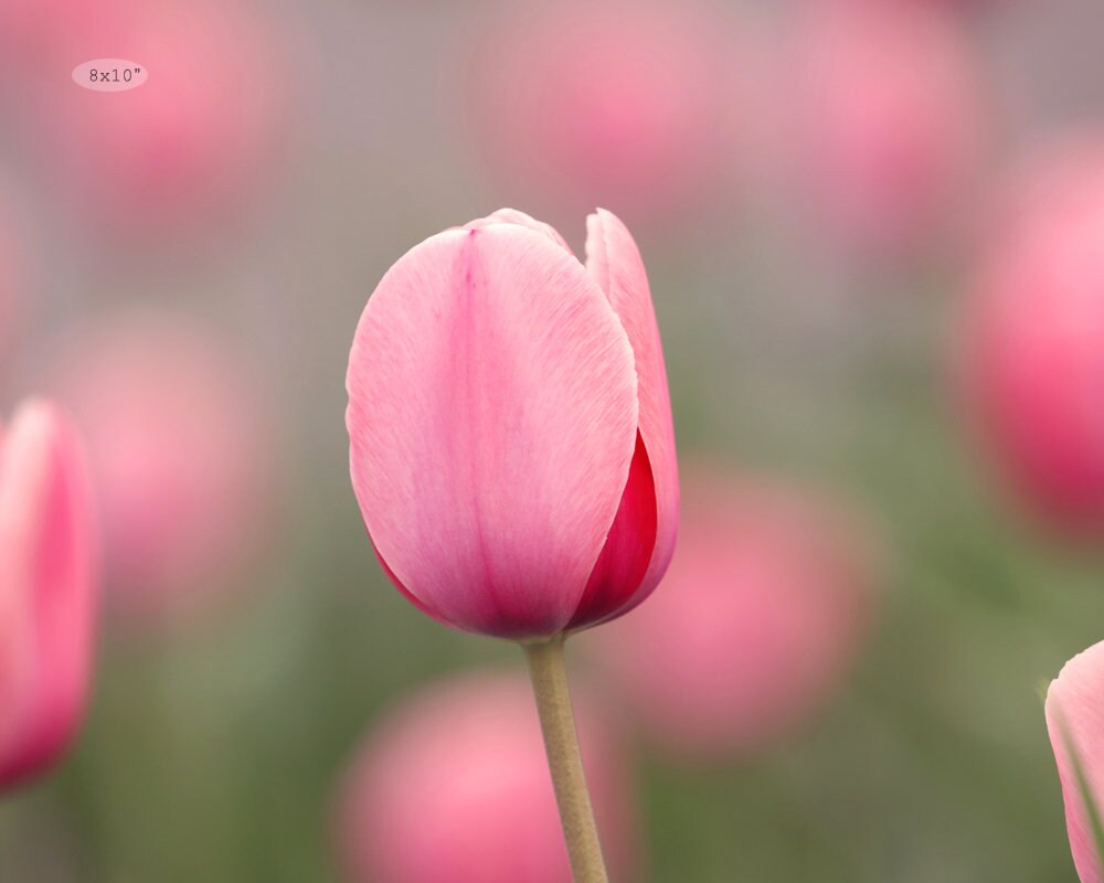 Pink Tulips photo print, blush pink wall art, floral decor, spring flower photography, paper/ canvas picture, photo gift 5x7 to 32x48"