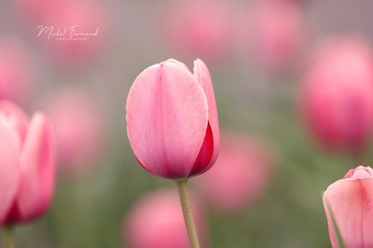 Pink Tulips photo print, blush pink wall art, floral decor, spring flower photography, paper/ canvas picture, photo gift 5x7 to 32x48"