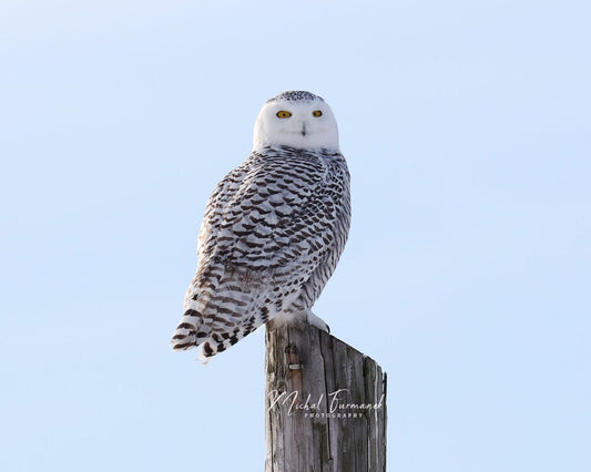 Snowy Owl photo print, birds wall art, nature photography, owl picture, paper or canvas decor, birds of prey, 5x7 8x10 11x14 12x12 12x18"
