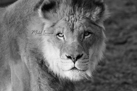 Lion print, large animal picture, lion stare wall art decor, black and white photo, paper or canvas, nature photography, 5x7 8x10 to 24x36"