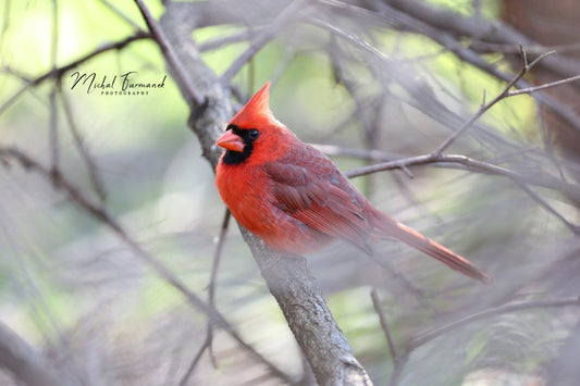Cardinal print, bird photography, red cardinal on branch, nature home decor, bird cardinal wall art, bird lover gift, 5x7 8x10 11x14 24x36"