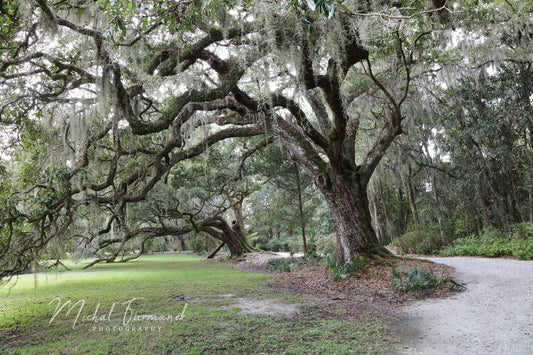 Live Oak trees photo print, tree photography, picture of southern oaks with Spanish moss, tree wall decor, paper or canvas, 5x7 to 40x60"