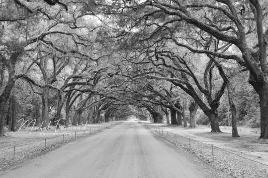 Alley of Live Oaks photo, black and white tree art, alley of trees picture, tree tunnel print, Georgia wall decor, 5x7 to 16x24 24x30 40x60"