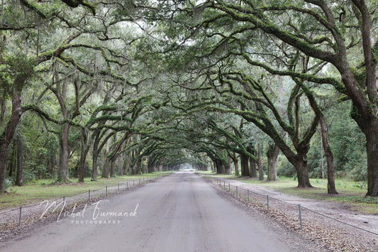 Alley of Live Oaks photo, tree tunnel picture, alley of trees print, Georgia wall decor, Wormsloe Plantation, paper or canvas, 5x7 to 40x60"