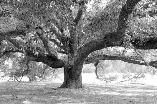 Oak Tree photo, Live Oak print, black and white art, tree wall art, Georgia photography decor, large picture or canvas 5x7 8x10 24x36 32x48"