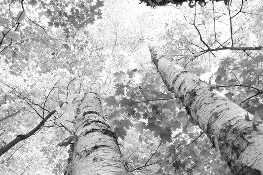 Winding Birch Trees photo print, black and white trees photography art, large picture wall decor, paper canvas 8x10 12x12 20x30 24x36 40x60