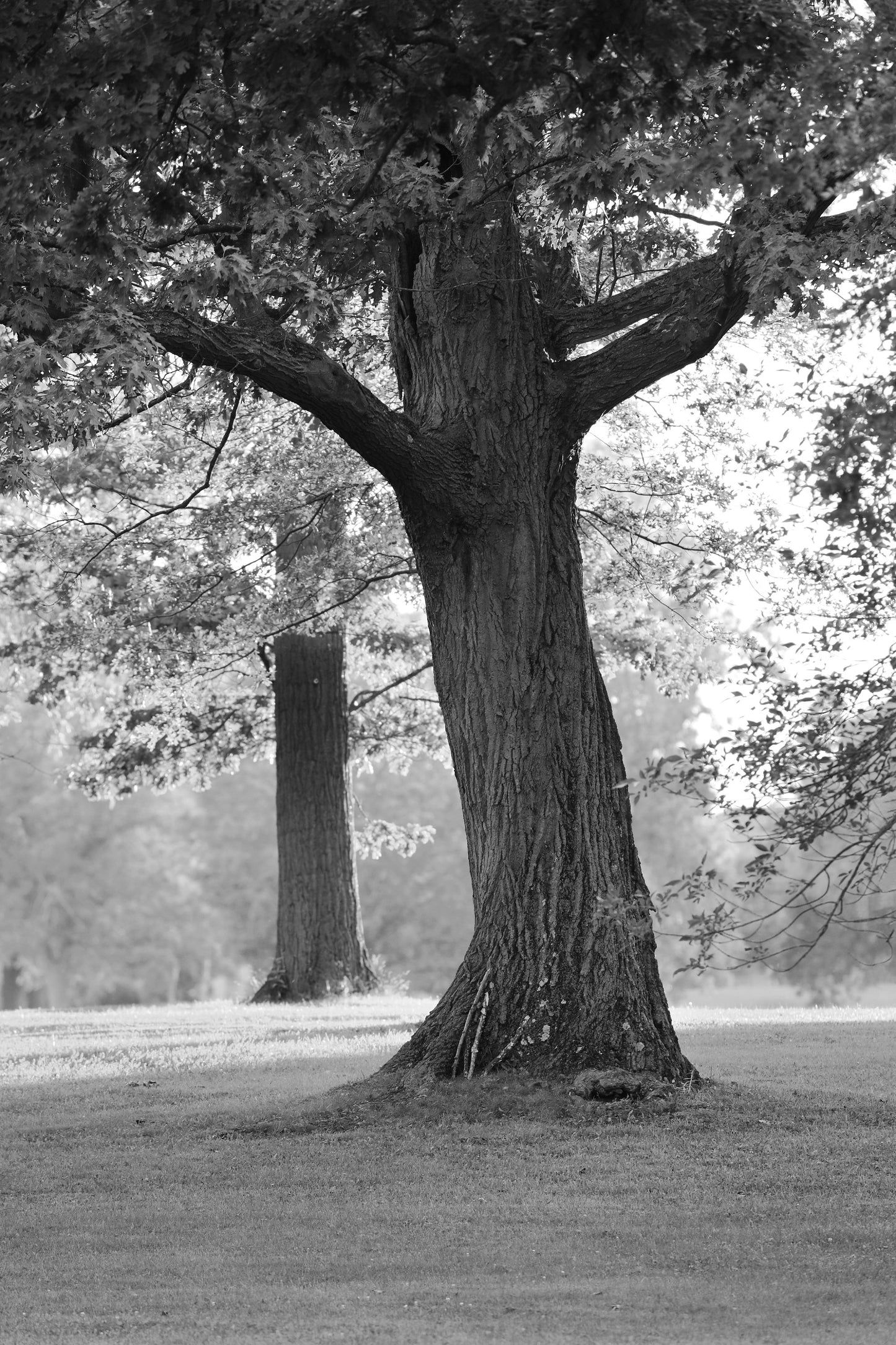 VERTICAL Oak Tree photo print, tree photography, black and white tree wall art, large tree picture, paper or canvas 5x7 8x10 11x14 to 32x48"