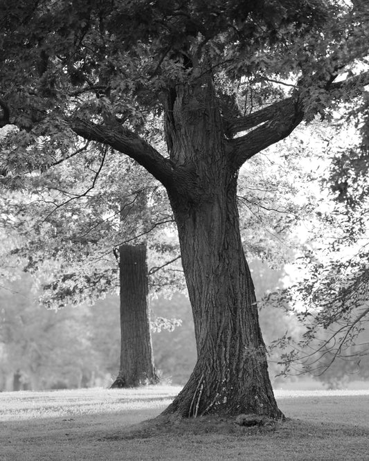 VERTICAL Oak Tree photo print, tree photography, black and white tree wall art, large tree picture, paper or canvas 5x7 8x10 11x14 to 32x48"