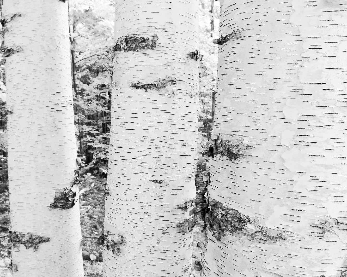 Birch Trees Bark photo print, black and white trees photography, B&W white birch wall art, paper canvas home decor 8x10 11x14 16x16 20x30