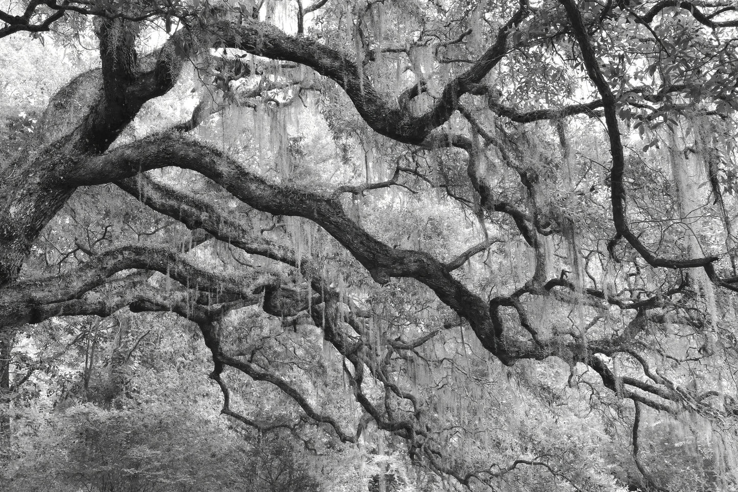Live Oak print, picture of trees, black and white tree art, tree photography, South Carolina wall art, oak tree photo, canvas, 5x7 to 40x60"