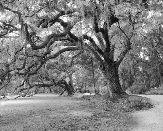 Live Oak trees photo print, black and white photography, oak tree wall art, picture of southern oaks, paper or canvas picture, 5x7 to 40x60"