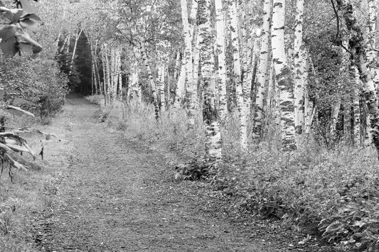 Birch Trees photography, black and white print, trail/ road through birch woods, forest art, tree canvas wall art 5x7 8x10 11x14 20x30 24x36