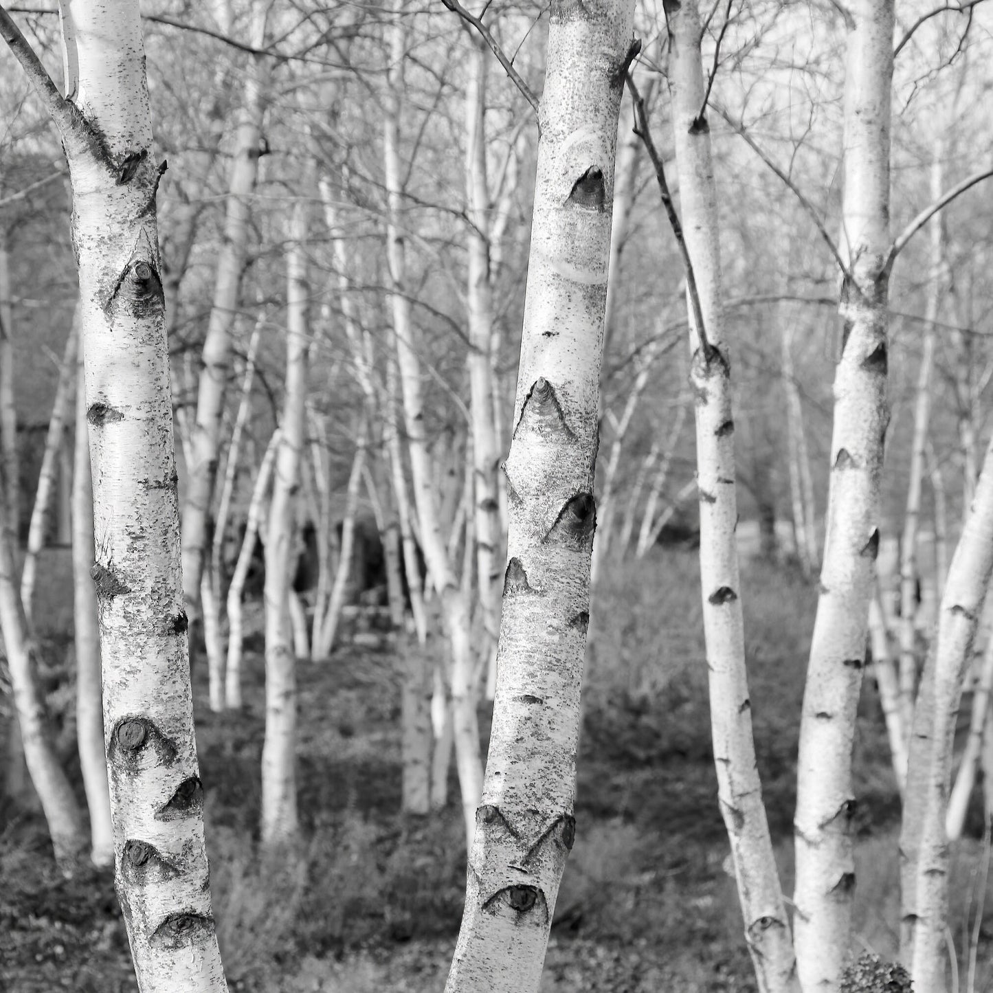 Birch Trees art, VERTICAL photo print, black and white picture, photography wall decor, large paper or canvas, 5x7 8x10 11x14 to 30x45"