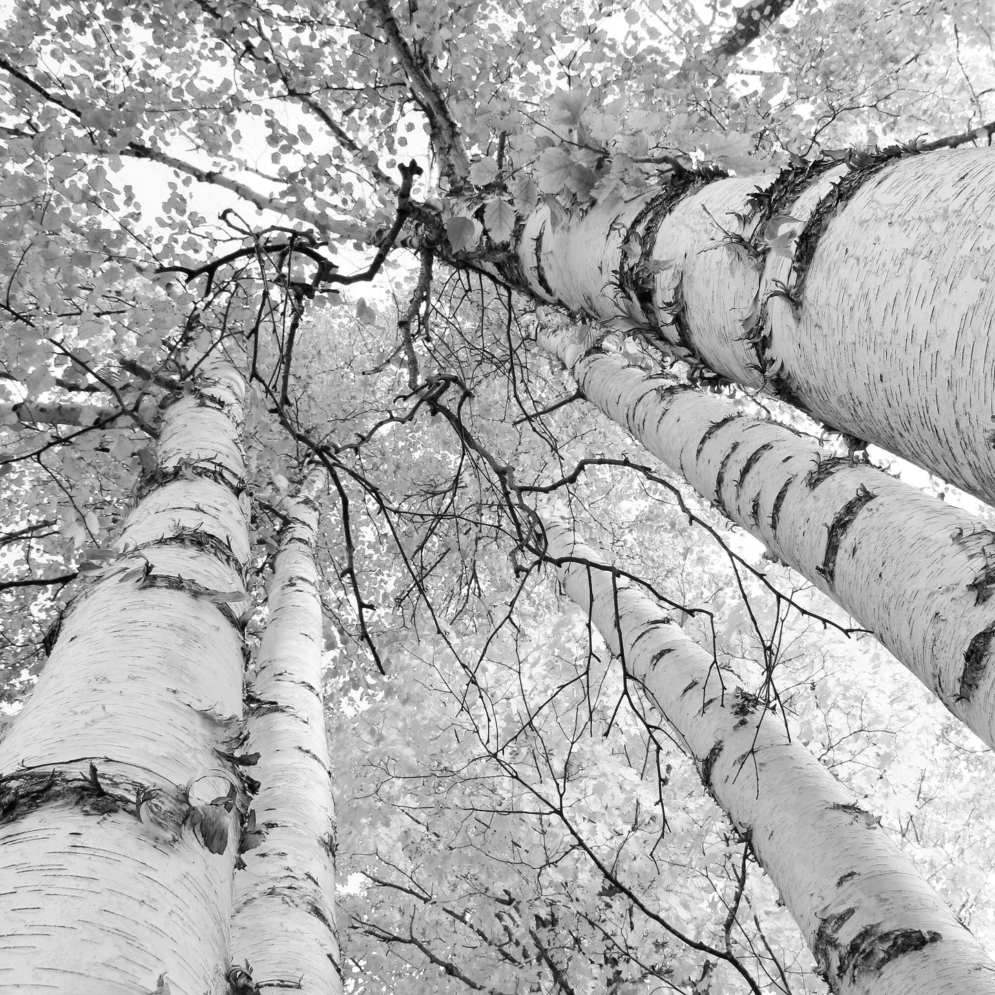 Birch Trees Canopy print, Door County photo, birch tree wall art, black and white tree picture, canvas birch art decor 5x7 8x10 30x40 32x48