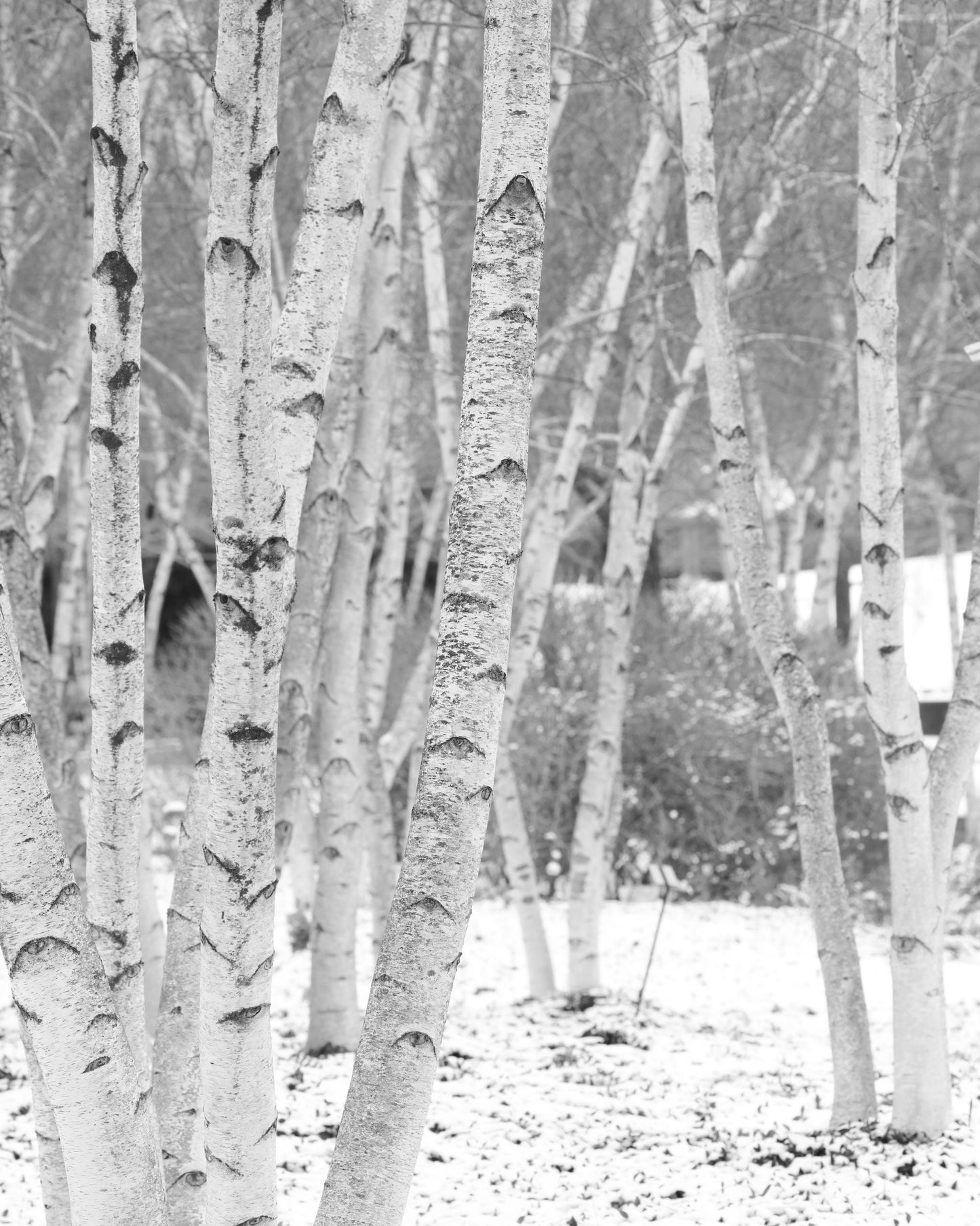 VERTICAL Birch Trees wall art, black and white birch tree print, winter art, birch tree woods photo, large canvas wall decor 5x7 to 32x48"