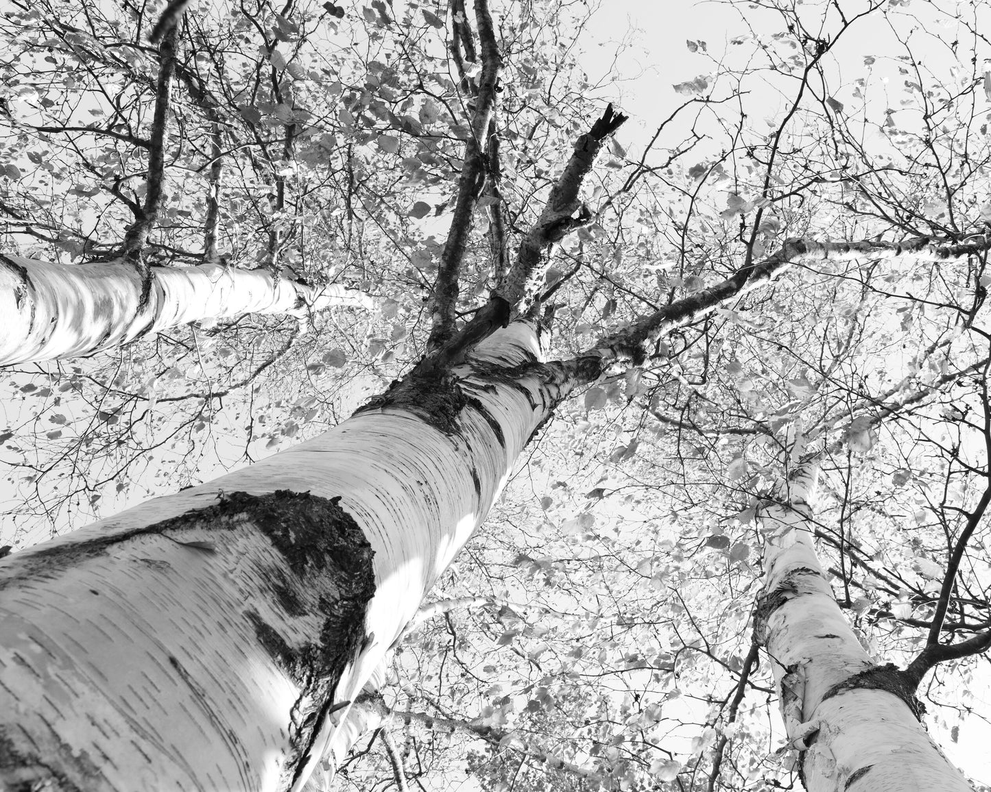 Birch Trees art photo print, black and white tree picture, large photography wall decor, paper or canvas 8x10 16x20 20x20 24x36 30x45 40x60