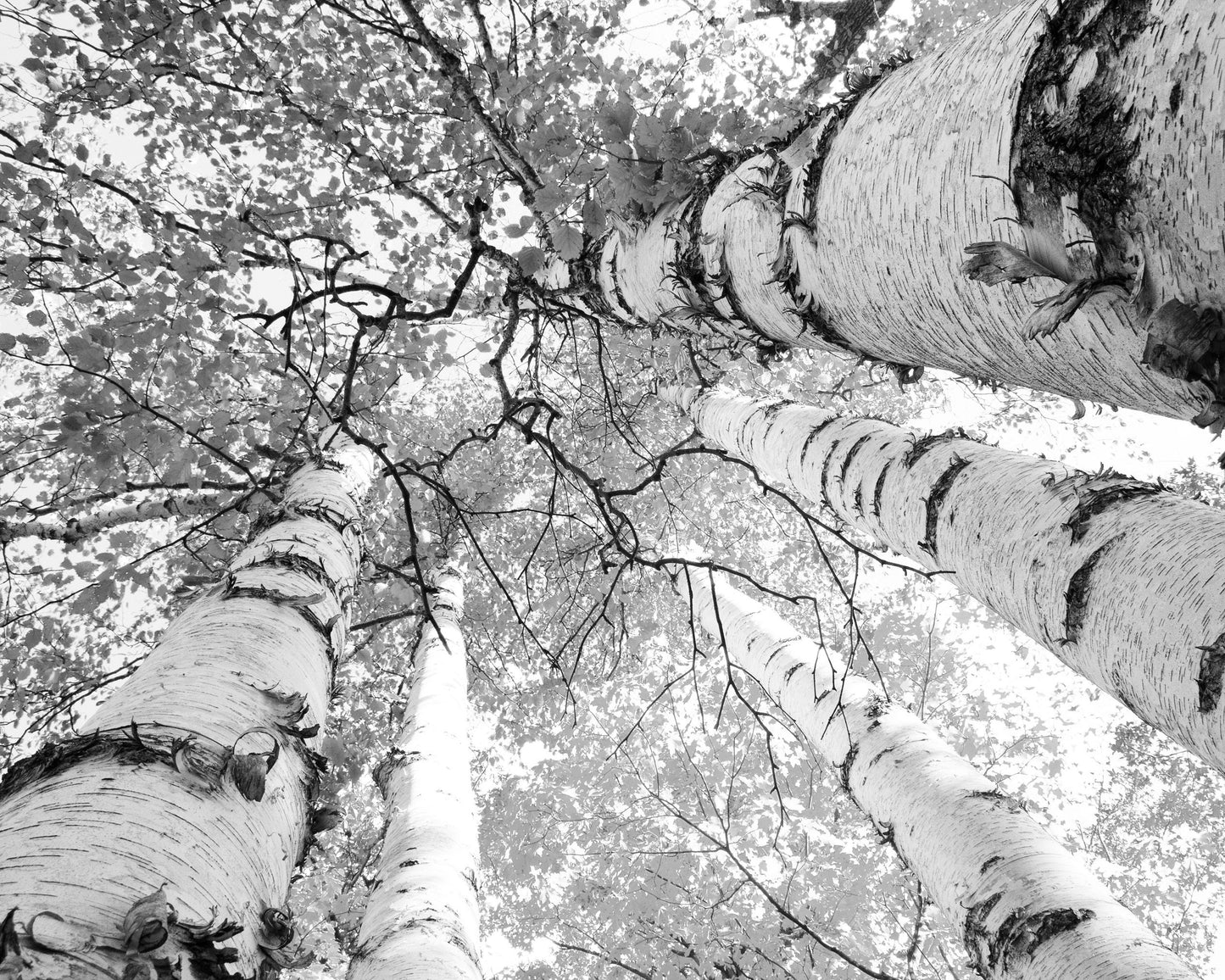 Birch Trees print, tree canopy, birch trees wall art, black and white photography, Door County photo, large picture or canvas, 5x7 to 40x60"