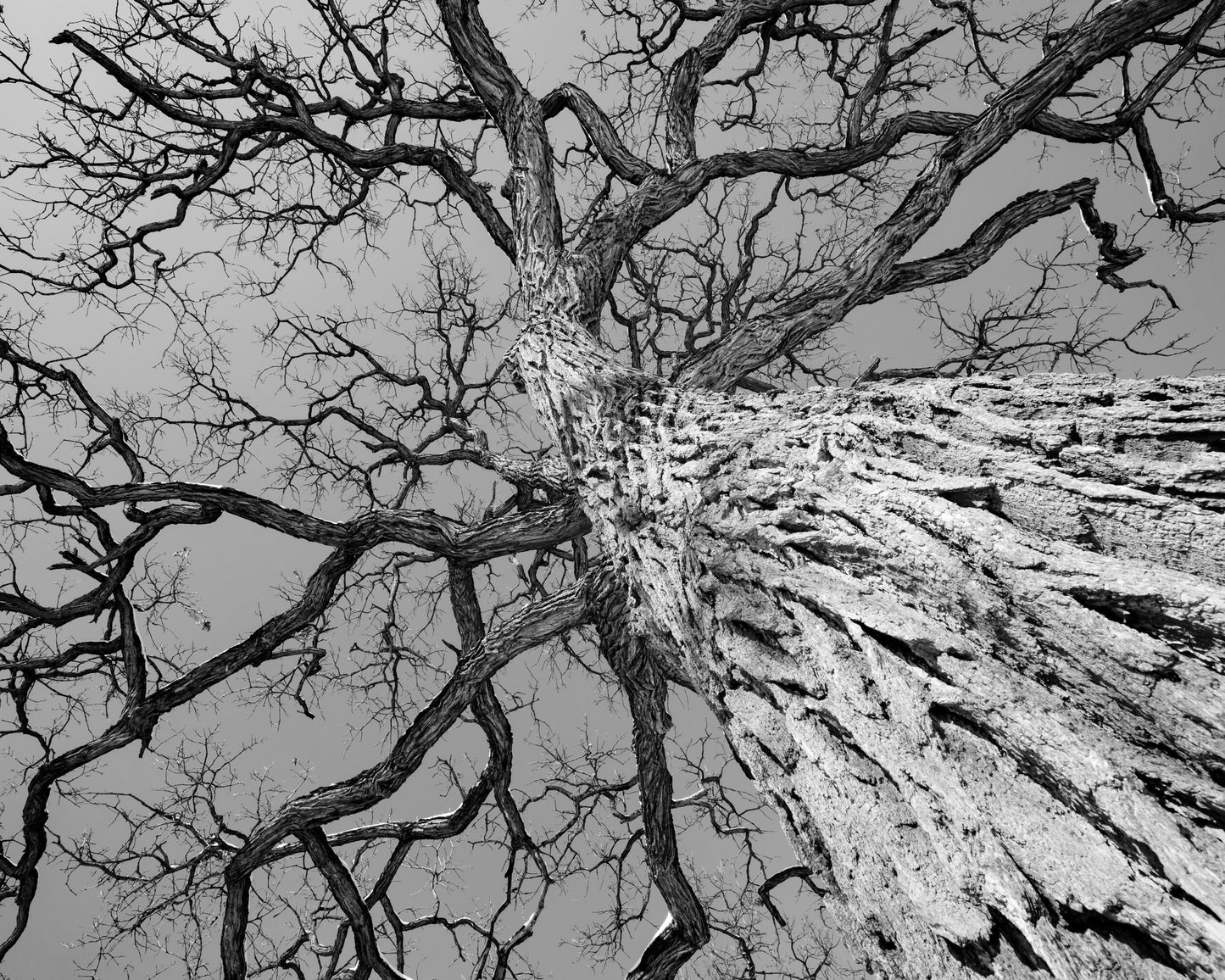 Oak Tree Canopy, black and white art photography, large photo print decor, paper, canvas, winter picture 8x10 20x20 20x30 24x36 30x45 40x60