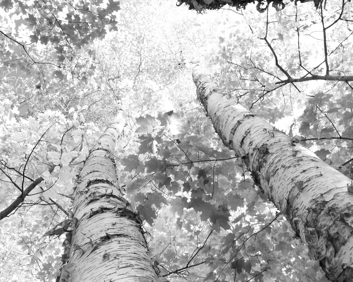 Winding Birch Trees photo print, black and white trees photography art, large picture wall decor, paper canvas 8x10 12x12 20x30 24x36 40x60