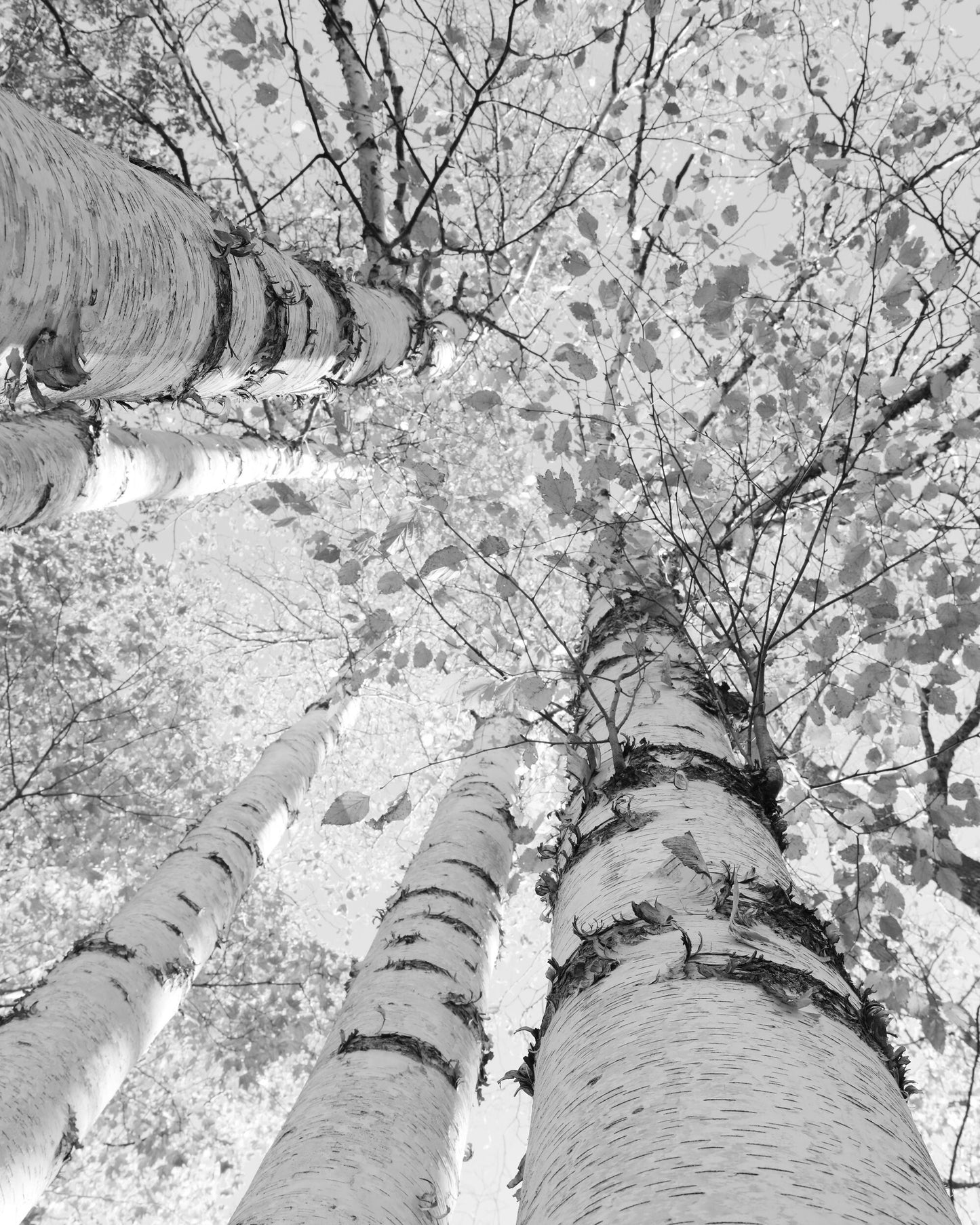 VERTICAL Birch Tree Canopy print, Door County photo, black and white picture, birch tree wall art, large canvas decor, 5x7 8x10 11x14 40x60"