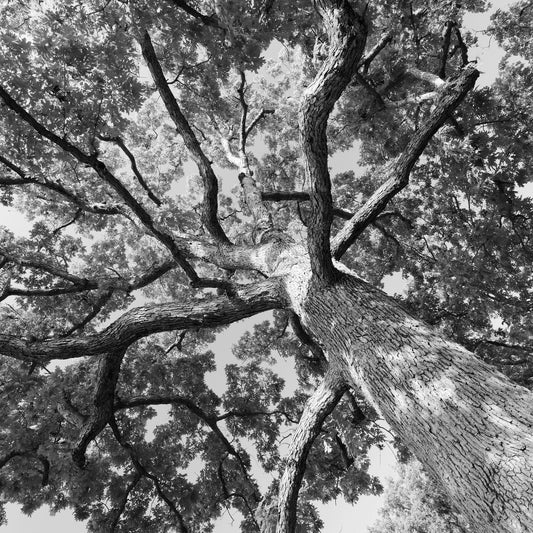 Oak Tree wall art, black and white tree photography, oak tree print, large picture, canvas decor, 5x7 8x10 11x14 12x12 16x20 24x36 40x60