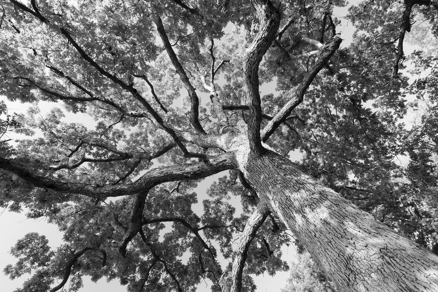 Oak Tree wall art, black and white tree photography, oak tree print, large picture, canvas decor, 5x7 8x10 11x14 12x12 16x20 24x36 40x60