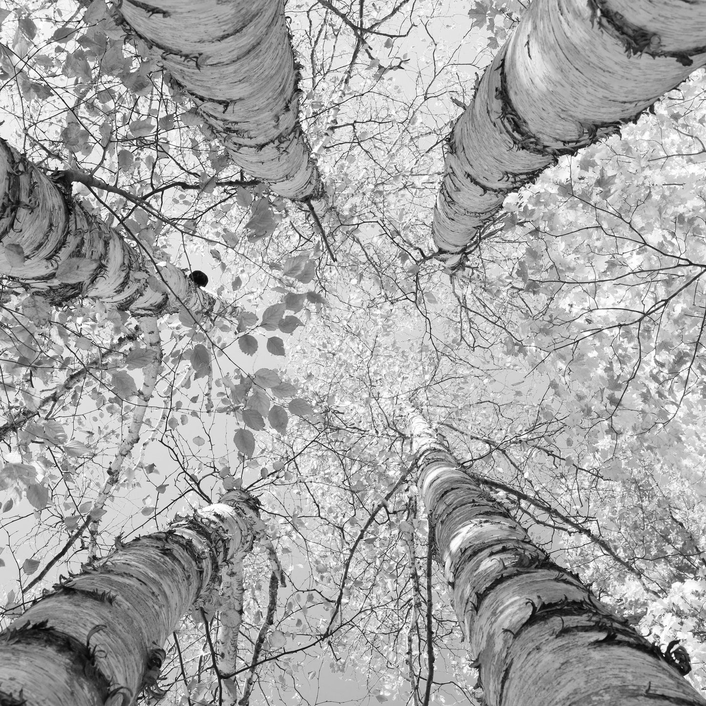 Birch Trees art photo print, black and white tree picture, large photography wall decor, paper or canvas 8x10 16x20 20x20 24x36 30x45 40x60