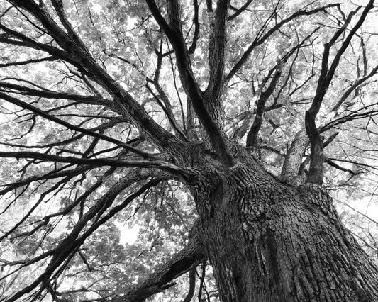 Oak Tree photo print, black and white art photography, oak tree wall art, large picture, canvas decor, 5x7 8x10 11x14 16x20 24x36 40x60